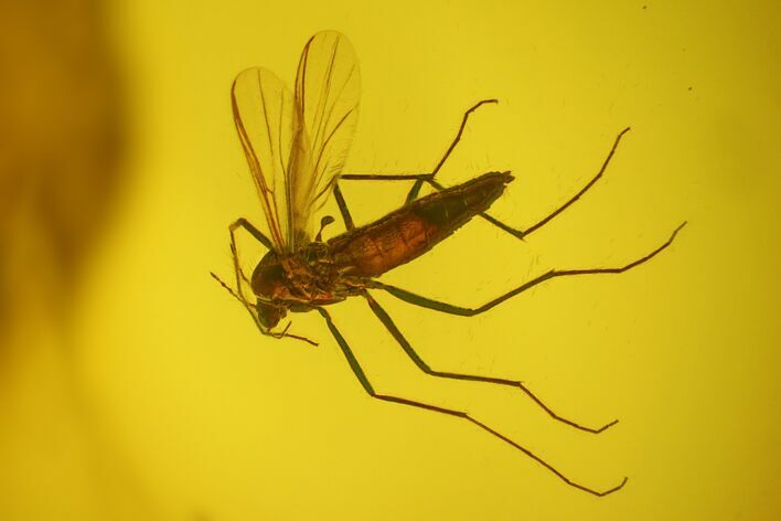 Detailed Female Fossil Fly (Chironomidae) In Baltic Amber #170039